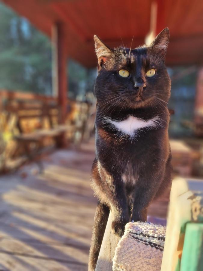 Maciejowka Borki 33 Villa Dış mekan fotoğraf